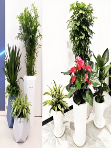 探索宁波镇海花卉租赁方案，绽放花卉之美